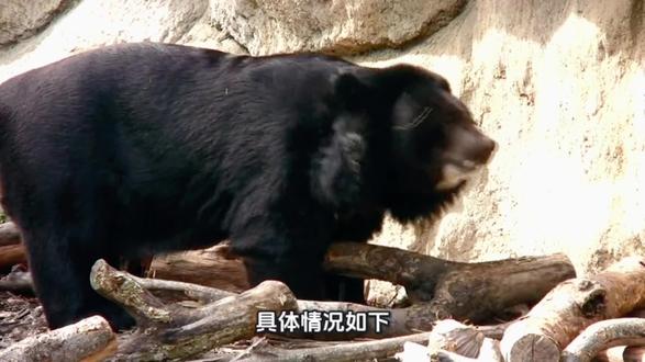 杭州一动物园黑熊突发攻击饲养员#动物世界