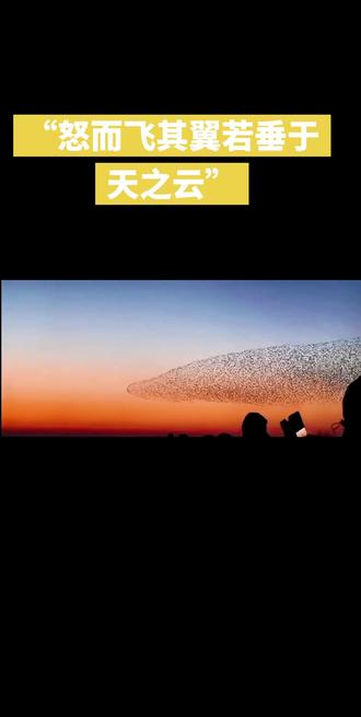 黄河口冬季再现“鲲鹏”状鸟浪#天下奇观#鸟浪奇幻