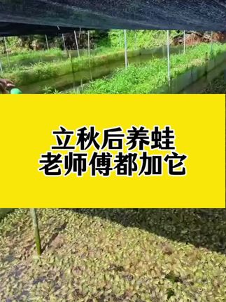 立秋以后养蛙,老师傅都会加上它#牛蛙养殖#黑斑蛙#泰蛙#石蛙#蟾蜍