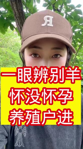 一眼辨别羊怀孕 #牛羊养殖 #母牛不打栏