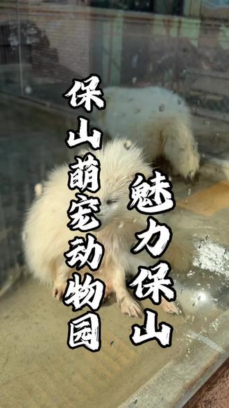 位置就在青华海美美欢乐世界里面,保山海洋馆旁边,左下角安排#春节#萌宠#云南保山#寒假#周边游玩推荐(广告)