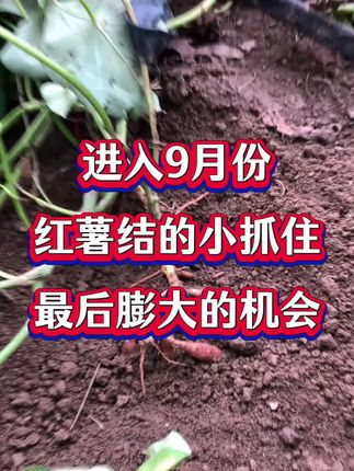 #红薯种植 #红薯高产种植 #三农 #农业种植