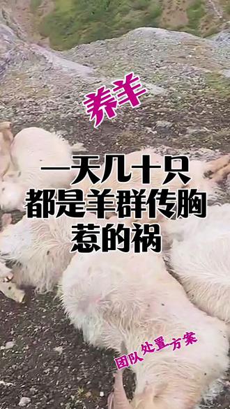 一天几十只,都是羊群传胸惹的祸 遇到羊群传胸,通过哪些特征分辨#人间观察计划 #闪光职人 #羊传染性胸膜肺炎 #羊烂肺病 #羊传胸
