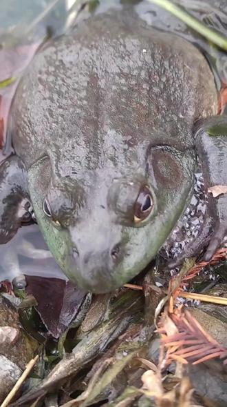 最冷的四九天,牛蛙不老老实实的在洞里冬眠
趴在岸边
不知道预示着好坏
刚刚看到4只牛蛙
其中死了一只