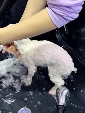 在家给狗狗洗澡,省钱又省心,享受的同时还能去除毛发深处的螨虫哦#养宠必备 #萌宠好物分享 #宠物洗澡 #狗狗洗澡沐浴露