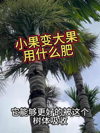 树体出现僵果,迟迟长不大的,用高钾益法地可水溶可撒施#槟榔黑果 #槟榔膨果 #三农 #槟榔管家佛罗店