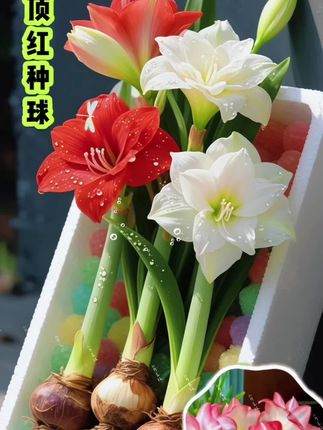 荷兰重瓣朱顶红种球 #爱生活爱养花 #花卉绿植 #好看的花一定要分享給你 #我的花花草草🌸🌸 #朱顶红