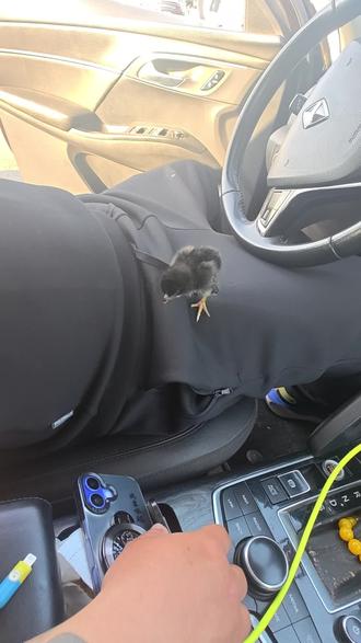 花50逗套了一只鸡😂