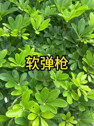 打靶射击玩具儿童电子计分软弹枪小男孩手枪室内运动训练#软弹枪 #运动训练 #儿童射击玩具