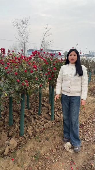 纯正红色的月季树,现在这个深冬时节,叶片和花朵的状态还保持的非常不错。#月季树#树状月季#高杆月季#月季基地批发#月季
