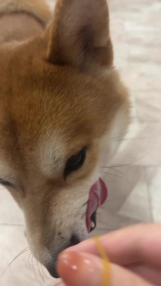 被封印的小狗#家有傻狗 #柴犬