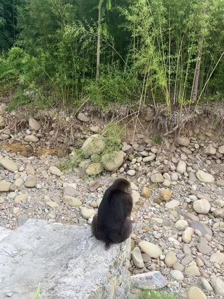 石家沟野生猴子#猴子🐒 #动物的迷惑行为