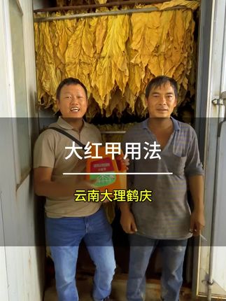 全国各地推广300多万亩的大红甲就是这个了… #大红甲@抖音小助手 #烤烟种植技术与管理 #烤烟落黄提质增产就用大红甲 @DOU+小助手 #齐朵朵大红甲科长 #烤烟烘烤