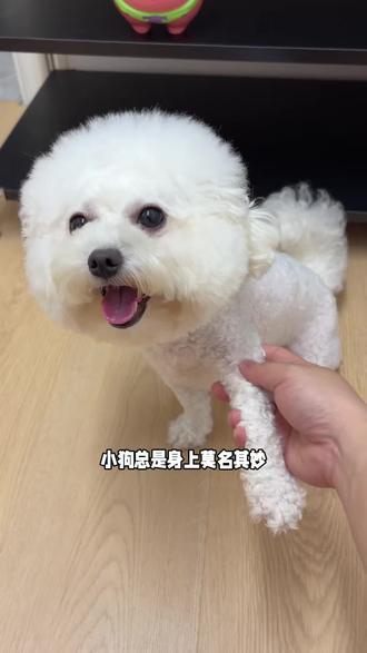 动不动就抓自己,还有老啃脚的,真的要补充维b了~#萌宠好物 #养狗经验分享 #谷登维生素b #谷登 #新手养狗