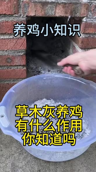 草木灰养鸡,你知道怎么用吗?关注辉弟每天给你分享养鸡的小妙招, #养鸡人 #养鸡小知识 #科学养鸡技巧 #农村散养土鸡 #养鸡成本控制