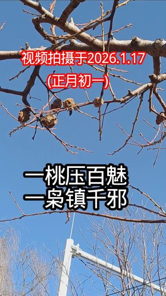 道教说:桃枭压百鬼,镇千邪!桃枭是经冬不落的桃子,桃子干后经过风霜雪打,立春之后不出正月仍然挂在树枝上的才称为桃枭!#大自然的馈赠#风水玄学