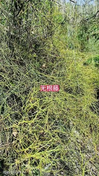最牛的植物,无根藤,无根无叶,同样生长