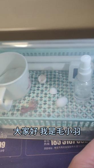 今天小老四顺利出壳 #鹦鹉#牡丹鹦鹉#0天手养鹦鹉