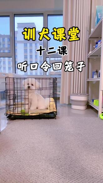 狗狗听口令进出笼子训练方法教程#比熊#训犬教程