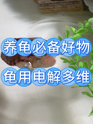 养龟的朋友一定要知道这个好东西,它就是乌龟电解多维,可以提升龟龟活力,增强体质#乌龟#龟龟🐢 #养龟日常 #养龟人 #龟宠时代