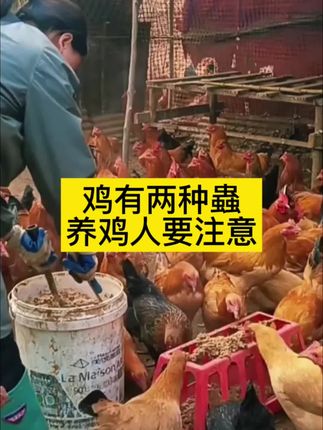#抖音新农人 #生态散养土鸡 #农村养鸡 #鸡驱虫#养殖技术