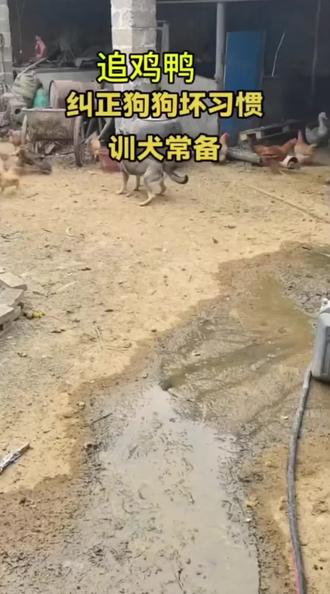 训狗器2000米超强电击电击项圈止吠器户外防水彩屏放羊神器长续航 #训狗器 #训犬 #止吠器 #电击项圈 #训狗经验分享