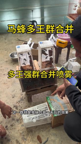 合群剂使用方法 多王合并喷雾 #合群喷雾 #多王蜂群