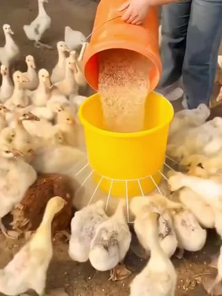 喂家禽鸡鸭鹅喂料桶自动采食器重力下料家禽饲料槽喂鸡神器散养#喂养鸡鸭自动采食器 #喂鸡鸭 #好物推荐🔥