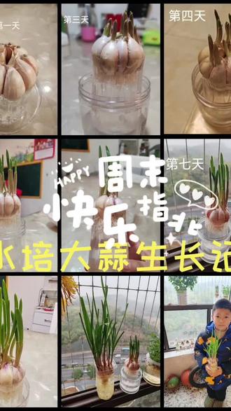 #水培植物 记录🧄的生长