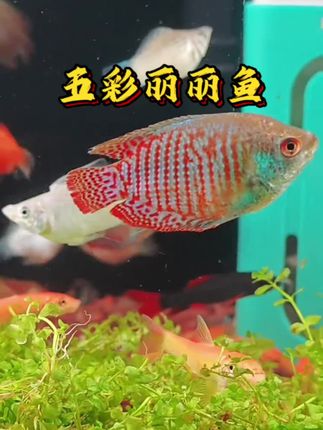 会“跳舞”的水中彩虹!五彩丽丽鱼,新手必入的梦幻宠 养鱼怕麻烦?选五彩丽丽鱼就对了! 它自带霓虹滤镜,蓝鳍镶红边,鳞片泛着紫绿光泽,游动时像水中绽放的花,静止时是灵动的调色盘,点亮鱼缸只需一条。 性格超温顺,不打架不挑食,弱酸水质就能轻松养活。不管是造景缸还是新手裸缸,它都能快速适应,互动性拉满,伸手靠近还会好奇追手。 一条就能让鱼缸活起来,新手也能轻松解锁“水族美学”,快给你的桌面添抹会动的彩虹#丽丽鱼 #曼龙鱼 #养鱼日记 #观赏鱼 #水族爱好者