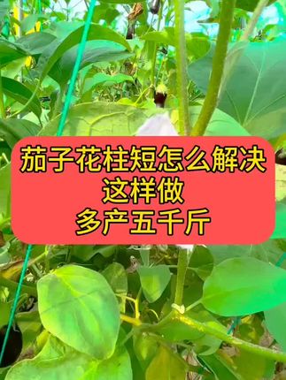 茄子花柱短怎么解决?这样做,多产五千斤 #茄子种植 #农业种植技术 #茄子高产种植