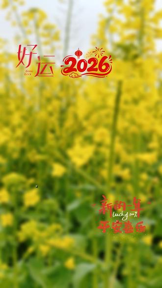 满天的油菜花,蜜蜂🐝自来!