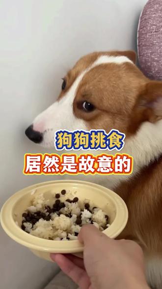 狗狗挑食居然是故意的#科学养宠攻略 #狗狗 #萌宠#新手养狗#养狗经验分享