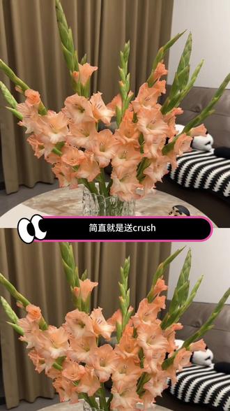 送君剑兰!愿君从此步踏青云节节高升!#水培 #养花 #剑兰 #适合送给男生的花束 #又到了种郁金香的季节