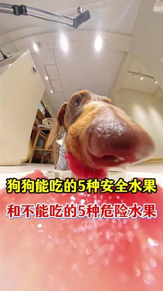 狗狗能吃的5种安全水果和不能吃的5种危险水果#新手养狗 #养狗小知识