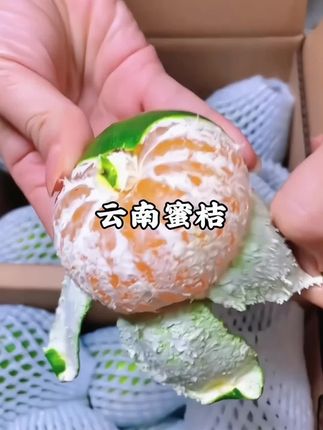 #水果 #快来一起尝个鲜 #新鲜采摘 #新鲜应季水果 #桔子熟了  云南蜜桔皮薄肉厚酸甜多汁营养丰富云南青皮无籽蜜桔新鲜应季水果酸甜多汁