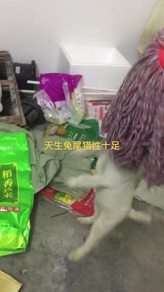 二个月的猎兔狗#猎犬热爱