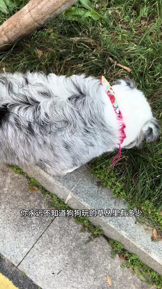 家里有宠物的一定要备一瓶户外防护喷雾!#萌宠出道计划 #陨石边牧 #狗狗 #爪爪星人 #舒洁瑞卡