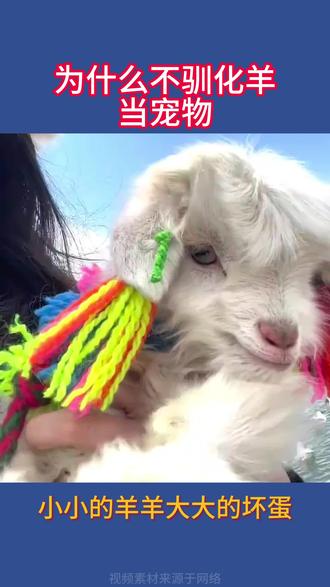 为什么没有驯化羊当宠物#宠物#羊 #科普