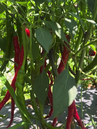 #三农 #辣椒🌶 只要你们用它做酸辣椒我相信你们会爱上它