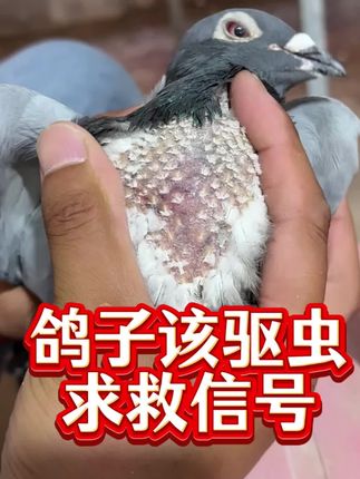 #上热门 #鸽子驱虫#莫西虫净#内外双驱@抖音小助手 @DOU+上热门