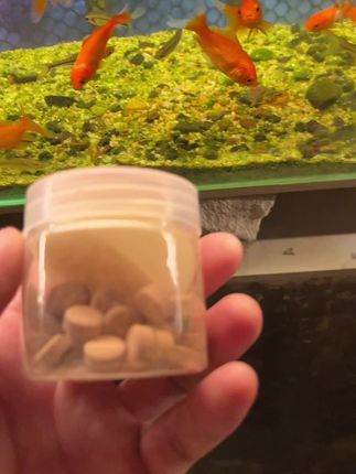 贴片鱼粮推荐 这款贴片鱼粮鱼儿们抢的特别欢,小伙伴们可以试试#养鱼日记 #养鱼人 #贴片鱼粮 #养鱼养心 #鱼缸里的大自然