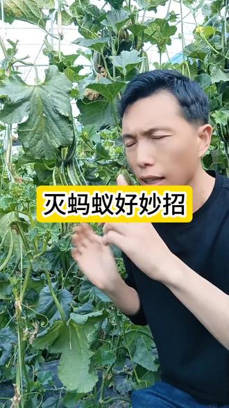 这2个实用的灭蚂蚁妙招请收藏好#灭蚂蚁 #生活小妙招 #农业种植
