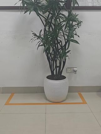 百合竹是一种美观、易种植的家居装饰植物,具有良好的,寓意。它生长迅速,叶片翠绿,能吸收有毒物质,改善室内,空气质量。因此,百合竹是一款兼具观赏、环保和健康价,值的多功能植物,适合摆放在家中。