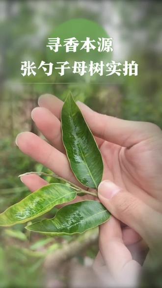 带大家看看张勺子一代苗是什么样的#沉香