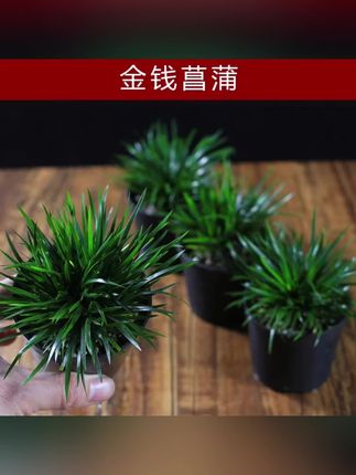 金钱菖蒲虎须黄金姬胧月小微型盆栽水培植物常绿办公室#盆景菖蒲苗