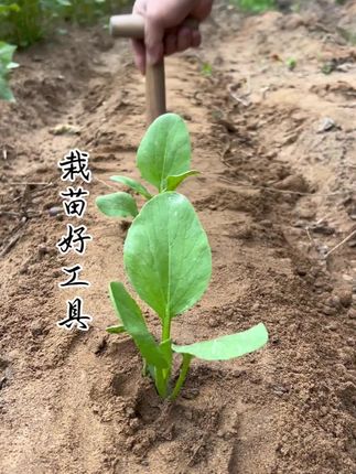 栽菜工具
