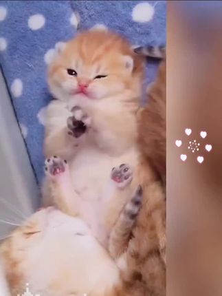 幼猫成长发育,都喂些什么#奶昔罐头#奶昔罐头猫#幼猫奶昔罐头#幼猫罐头#幼猫专用奶昔罐头