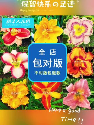喜欢种球根植物的花友,推荐一款开花非常奇特的植物,它就是金娃娃萱草,它的花期很长,可以从五月开到十月,而且耐寒能力也特别强,可以忍受零下二十五度的低温。它的花朵初开时是橙红色,然后慢慢变成红色,最后变成鲜红色,给人一种热情奔放的感觉,喜欢的话就赶紧入手吧!