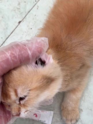 猫咪耳螨怎么办耳螨膏操作简单方便 猫咪狗狗有了耳螨怎么办?#猫咪耳螨 #螨虫 #耳螨处理 #耳螨处理